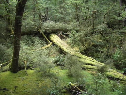 {short description of image}